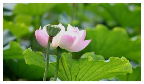 水多木浮|八字水多木漂怎么化解